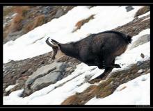 Chamois