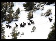 Chamois