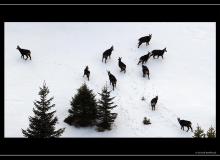 Chamois