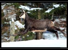 Chamois