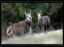 Chamois