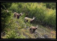 Chamois