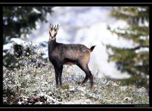 Chamois