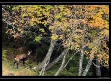 Chamois