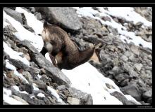 Chamois