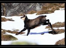 Chamois