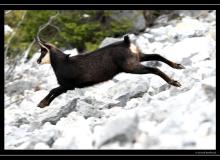 Chamois