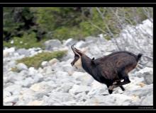 Chamois