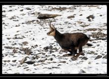 Chamois