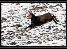 Chamois