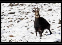 Chamois