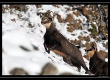 Chamois