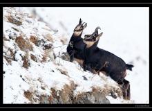 Chamois