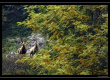 Chamois