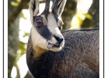 Chamois