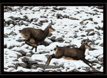 Chamois