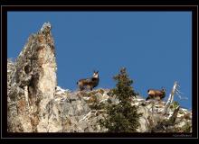 Chamois