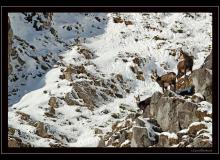 Chamois