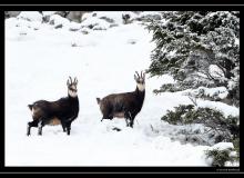 Chamois