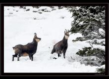 Chamois