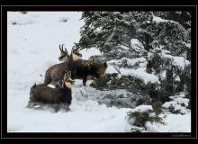 Chamois