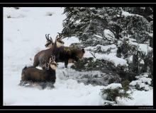 Chamois