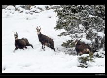 Chamois