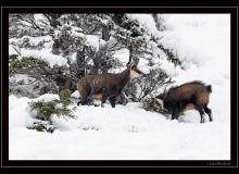 Chamois