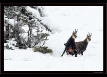 Chamois