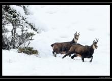 Chamois