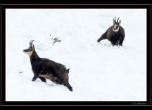 Chamois