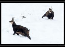 Chamois