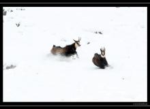 Chamois