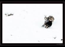 Chamois