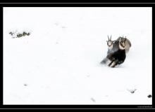 Chamois