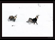 Chamois