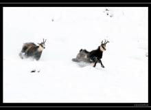 Chamois