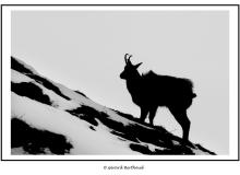 Chamois