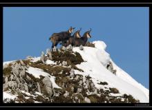Chamois