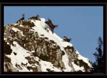 Chamois