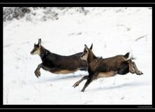 Chamois