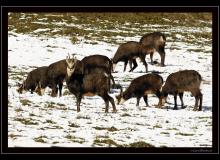 Chamois