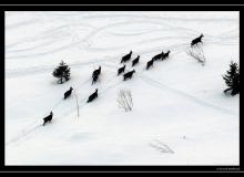 Chamois