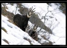 Chamois