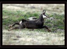 Chamois