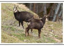 Chamois