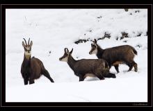 Chamois