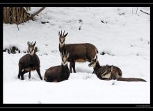 Chamois