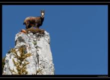 Chamois