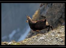 Chamois